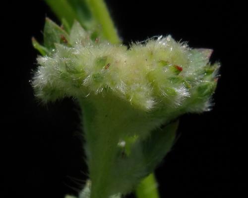 Aceria sanguisorbae